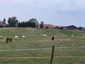 a group of horses grazing in a field at Kempování s výhledem na hrady in Zdice +5 photos