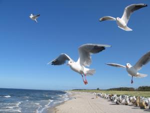a flock of seagulls flying over a beach at Ferienwohnanlage Jan in Neuendorf