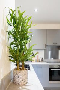 une plante en pot assise sur un comptoir dans une cuisine dans l'établissement #61 Spacious 3-Bedroom House at 163 Bolingbroke Rd, à Parkside