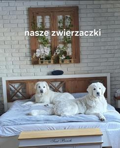 two white dogs laying on top of a bed at Perła Jezioraka Siemiany - Całoroczny 100m Apartament z linią brzegową, banią z jacuzzi i pomostem in Siemiany
