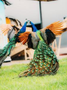 Gallery image of QUEEN MARIA Apartments in Demir Kapija