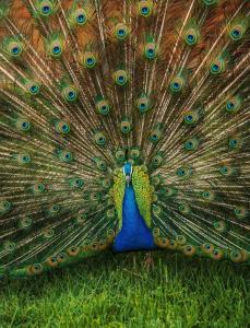 Gallery image of QUEEN MARIA Apartments in Demir Kapija