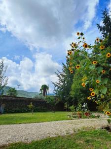 a garden with a bunch of sunflowers at L'Oasi di Mario in Pinerolo