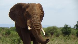 Foto dalla galleria di White Elephant Safaris a Pongola Game Reserve