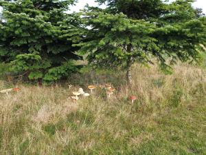 eine Gruppe von Pilzen auf einem Feld neben einem Baum in der Unterkunft 8 person holiday home in Væggerløse in Bøtø By