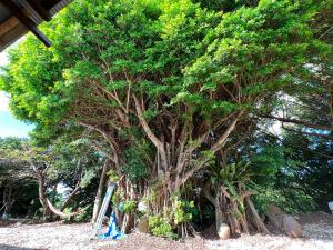 a group of trees with people standing under it at Hostel あざみ庵よろん in Yoron