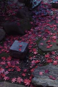 a pathway with red leaves on the ground at UTAHI  A 100-years-old Kyoto machiya in Kyoto