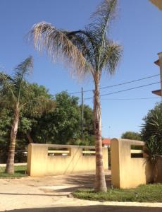 een palmboom voor een gebouw met een muur bij Podere Giunchi in Marsala