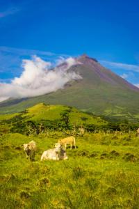 a herd of cows grazing in a field with a mountain at Casa da Baía da Manhenha in Manhenha