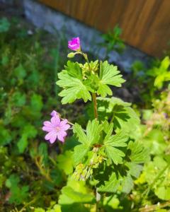 a pink flower on a plant with green leaves at Garden-Apartment next to the forest, free parking in Schonach