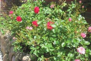 a bush of red roses in a garden at Strandgut EG in Morsum