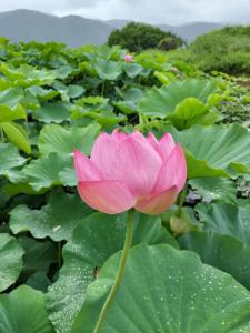 Un nenúfar rosa con grandes hojas verdes. en 大黒様ハウス, en Hokuto