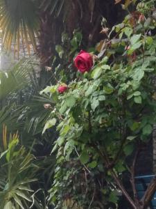un cespuglio di rose con sopra rose rosse di Casa Grillino a Locarno Altre 16 foto