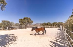 a brown horse walking in a corral at Gorgeous Home In Atarfe in Caparacena