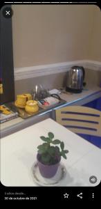 a potted plant sitting on a table in a kitchen at Habitación priv pasar el dia in La Plata
