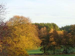 a group of trees in a grassy field at Holiday apartment in Nahrendorf with barbecue in Nahrendorf