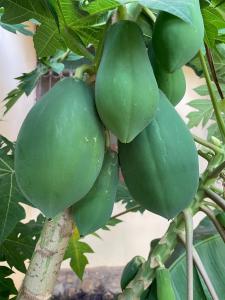 Gallery image of Millennium Park Hotel - Diani in Magutu +17 photos