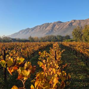 a field of vines with mountains in the background at Klein Nektar Wine & Olive Estate in Montagu +9 photos