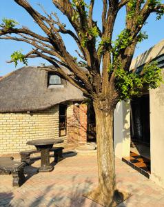 a tree and a picnic table in front of a building at Nalana Guest House in Thaba Nchu