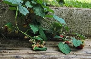 a bunch of strawberries on a wooden floor next to a wall at Le coin nature in Amnéville +2 photos
