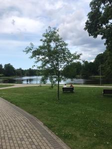 a park with a tree and a bench in the grass at Āgenskalns 2 in Riga