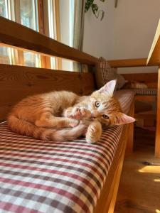 an orange cat laying on top of a bed at Idyllic apartment in Bavaria, near Munich, Freising, Erding 