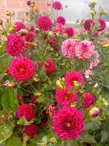 a bunch of pink flowers in a garden at Hotel INKAS WATANA LODGE in Acora