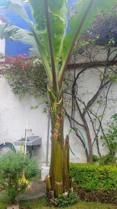 a palm tree in the middle of a garden at La casa del Jardín in Mexico City