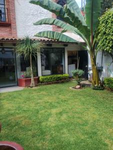 a house with a palm tree in the yard at La casa del Jardín in Mexico City