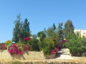 Κήπος έξω από το Mikros Paradisos