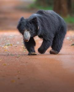 Fotografie z fotogalerie ubytování Wilpattu Entrance Safari Villa v destinaci Nochchiyagama + 16 fotografií