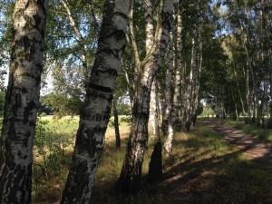 un camino a través de un bosque con árboles altos en Apartament Kabaty, en Varsovia