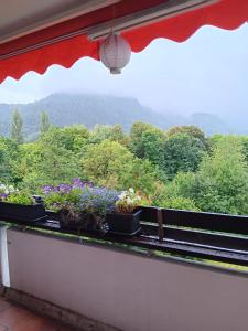 a window with potted plants on a ledge at Ferienwohnung Lona in Bad Reichenhall +1 photo