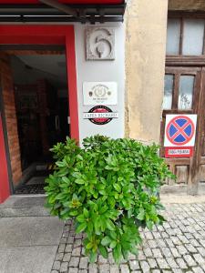 a bunch of green plants in front of a building at Apartament Dominikańska 6 in Toruń +24 photos