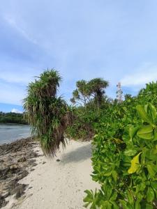 Udhares的水边有树木和灌木的沙滩