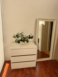 a plant on a dresser in front of a mirror at Saules namu kambariukas in Palanga