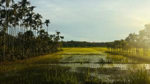 a rice field with palm trees on the side at Xanadu Inn in Meenangadi