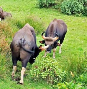 コダイカナルにあるKodai Mist Starlight Hotelsのギャラリーの写真