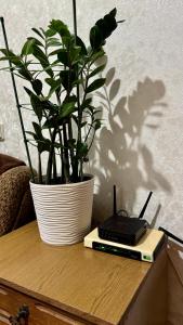 a plant in a pot sitting on a table with a laptop at Апартаменти в центрі міста in Luts'k