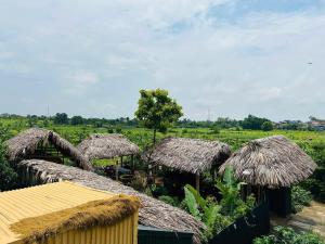 a group of huts with thatched roofs in a field at Duong Lam Eco Home in Sơn Tây