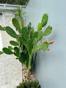 にあるMTM Pool Villaの塀の横の花瓶の緑