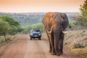 an elephant walking down a dirt road with people in a truck at Leopard Mountain Safari Lodge in Manyoni Private Game Reserve