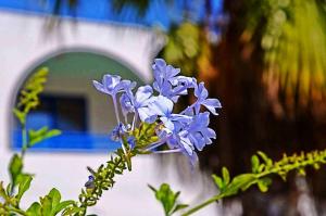 A garden outside Nitsa's Apartments