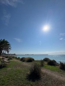 a beach with a palm tree and the ocean at Loft muy céntrico a 250m del mar in Vinaròs