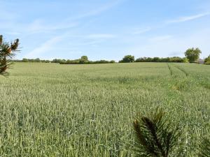 a field of green grass with a tree in the foreground at Holiday Home Veljan - 400m from the sea by Interhome in Bogense +25 photos