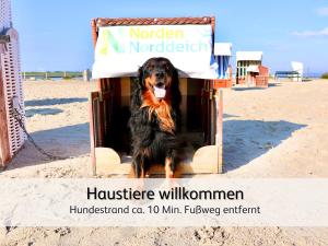 诺登Ideal für Familien & Fellnasen, strandnah的一只狗坐在海滩的狗窝里。