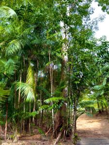 un gruppo di palme in una foresta di Camping José & Maria a Santa Luzia do Pará