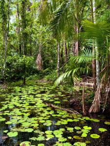 una palude con ninfee in una foresta con palme di Camping José & Maria a Santa Luzia do Pará