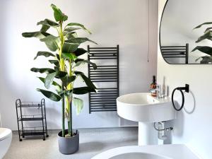 a bathroom with a white sink and a potted plant at Vestley Banks in Orkney +101 photos