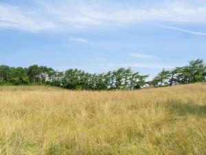 un campo de hierba alta con árboles en el fondo en Holiday Home Dorthie - 1-7km from the sea by Interhome, en Knebel